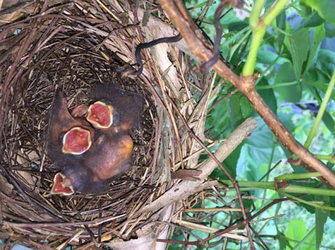 Cardinal nest with three nestlings